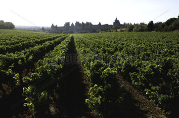Carcassonne  vineyards outside the walls of the medieval city