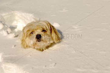 Hund Tulear Baumwolle im Schnee