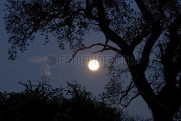 New moon and silhouette of old oak tree United-Kingdom