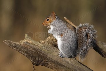 Grey squirrel standing on a dead branch Great Britain