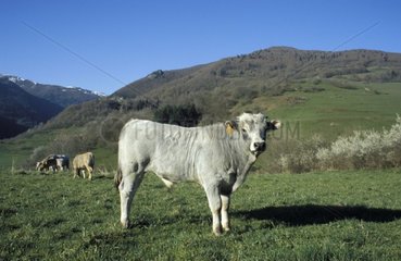 Young bull in the Ariège pastures [AT]