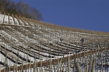 Vignoble d'Alsace Rangen à Thann