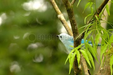 Blue-gray Tanager on a branch Costa Rica
