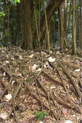 Baumwurzeln auf erodiertem Boden Costa Rica