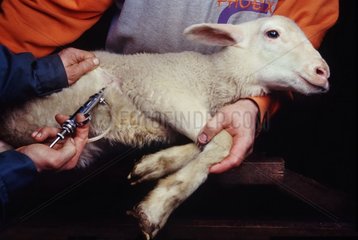 Impfung eines Merinomino -Lammes