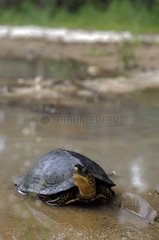 Spot-legged turtle in water French Guiana