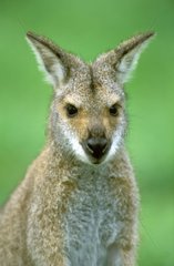 Wallaby de Bennet Australie