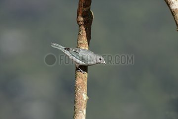 Sayaca tanager on a branch Brazil