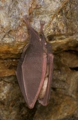 Große Rhinolophe in einer Frankreichhöhle suspendiert