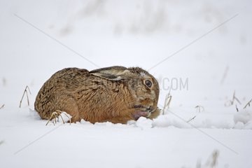 European hare in snow cleaning its feet Great Britain