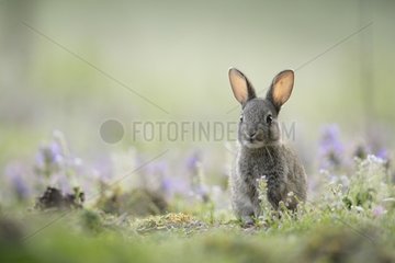 Junger sorgfÃ¤ltiger europÃ¤ischer Kaninchen neben seinem Burrow Aube Frankreich