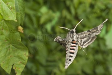 Convolvulus hawk-moth flying France