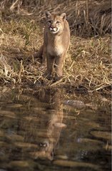Mountain Lion at the edge of water in the Montana USA