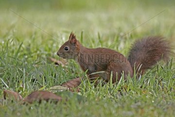 Eurasian red Squirrel observing the neighbourhoods in a meadow