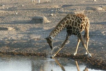 Giraffe drinking at a water point National park of Etosha