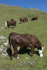 Abondance cow in a mountain pasture Vanoise France