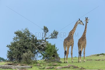 Masai giraffes walking in the savannah - Masai Mara Kenya