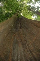 Trunk of Roucou Wood in low-angle shot in Guyanaise forest