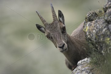 Porträt eines Ibex im Alpen Mercantour Frankreich