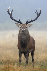 Male Red deer at troat period Great Britain