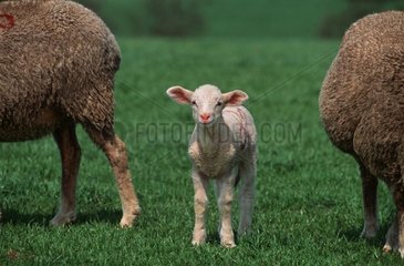 Merinos Lamm im Frühling zwischen zwei Schafen