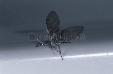 Moth fly Spain