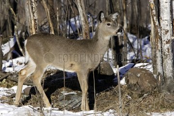 White-tailed deer female in the United States