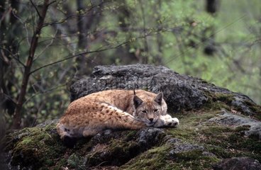 Lynx boréal se reposant Bayerischer Wald Allemagne