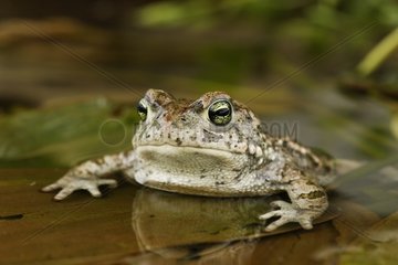 Natterjack Toad in einem Teichspanien