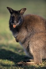 Bennet's wallaby drawing its tongue