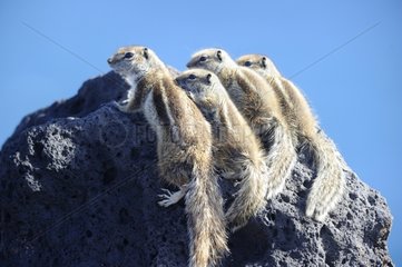 Barbary Squirrels on a rock - Fuerteventura Canaries