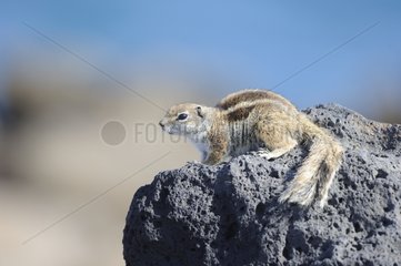 Barbary Squirrel on a rock - Fuerteventura Canaries