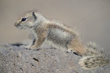 Barbary Squirrel on a rock - Fuerteventura Canaries