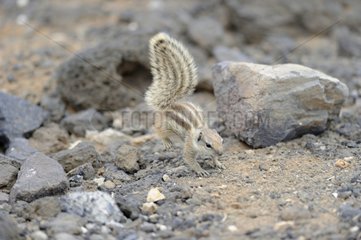 Barbary Squirrel on pebbles - Fuerteventura Canaries