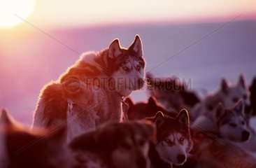 Hundekupplung an Boothia Halbinsel Arctic Canadian