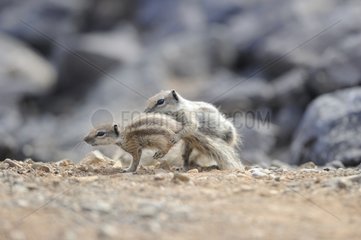 Barbary Squirrels on pebbles - Fuerteventura Canaries