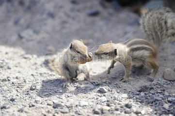 Barbary Squirrels on pebbles - Fuerteventura Canaries