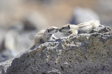Barbary Squirrels on rocks - Fuerteventura Canaries