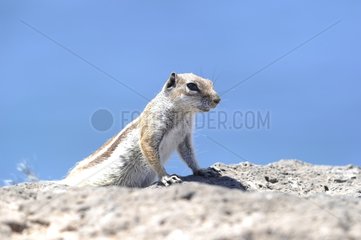 Barbary Squirrel on rocks - Fuerteventura Canaries