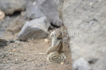 Barbary Squirrel grooming - Fuerteventura Canaries