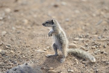 Barbary Squirrel on sand - Fuerteventura Canaries