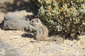 Barbary Squirrel eating plant - Fuerteventura Canaries