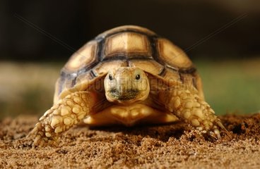Portrait of a grooved Tortoise