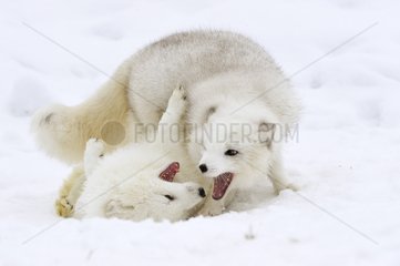 Arktische Füchse spielen im Winter im Schnee