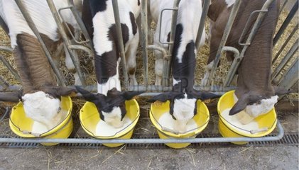 Distribution de lait à des veaux Prim'Holstein