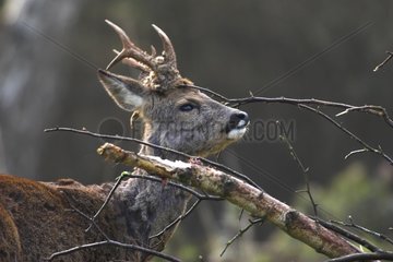 Roe Deer rubbing his neck on branches France