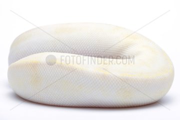 Portrait of a ball Python from Africa in studio