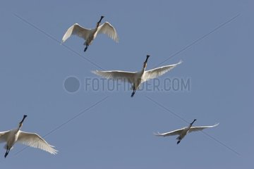 Flight of white Spatulas in Andalusia Spain [AT]