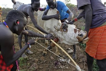 Cow killed during the Pokot Sapana Ceremony Kenya