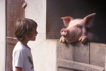 Boy looking at a pig in a cow-shed Brazil
